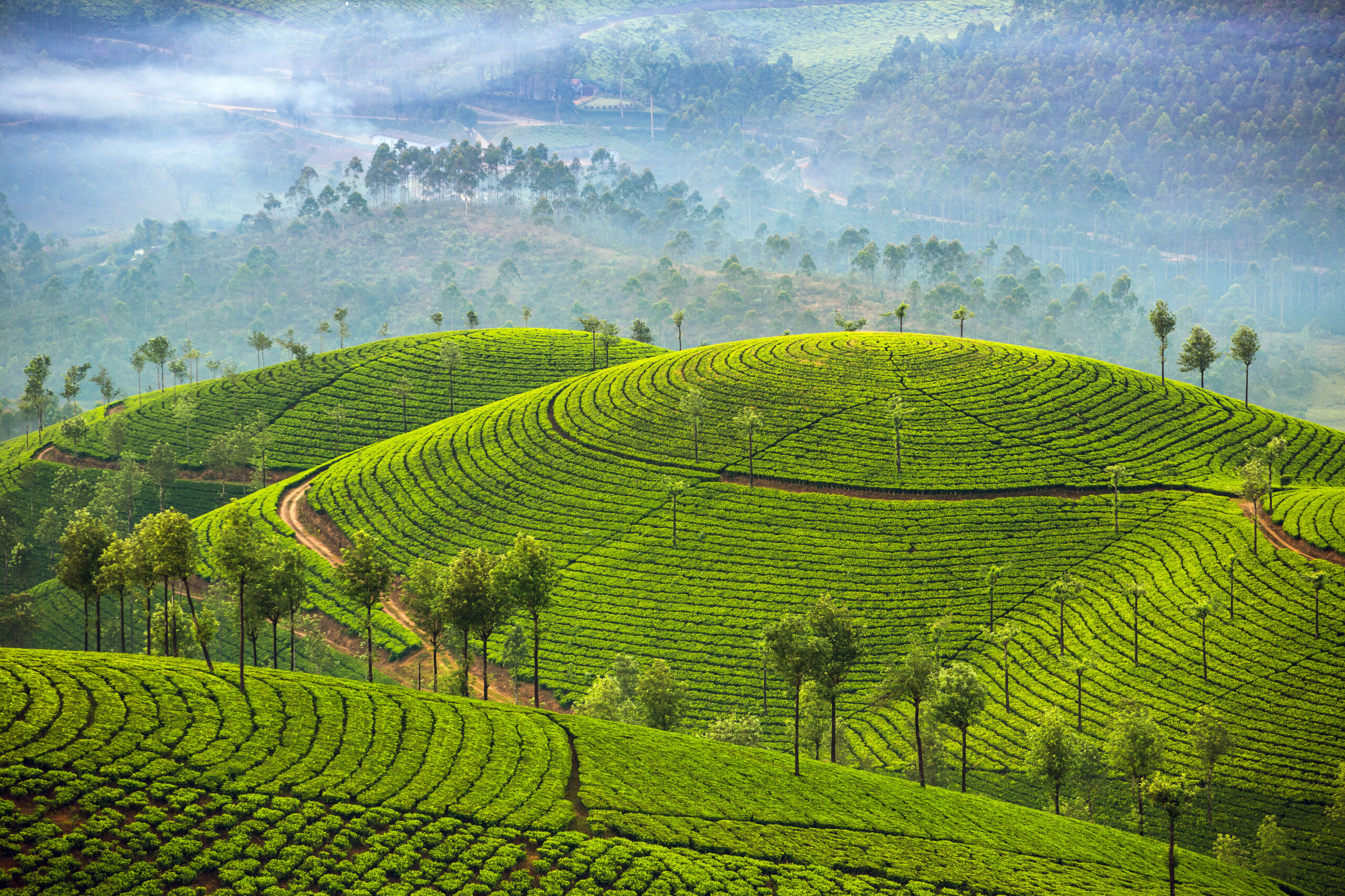 munnar-tour-package