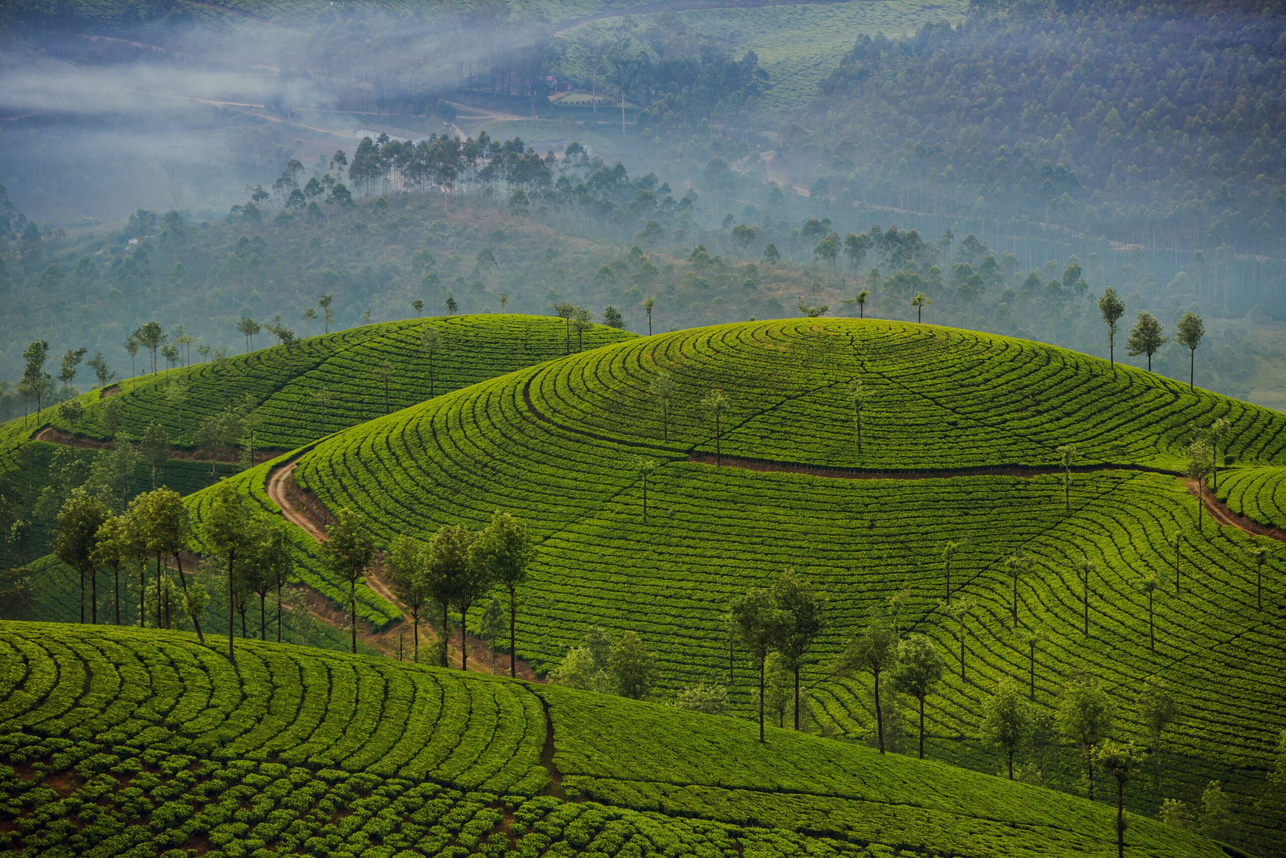 munnar-mesmerizing-kerala-tour-package